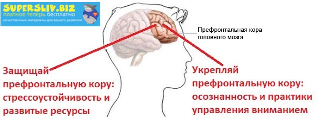 [Андрей Беловешкин] Курс Стресс. Осознанная стресс_0.jpg